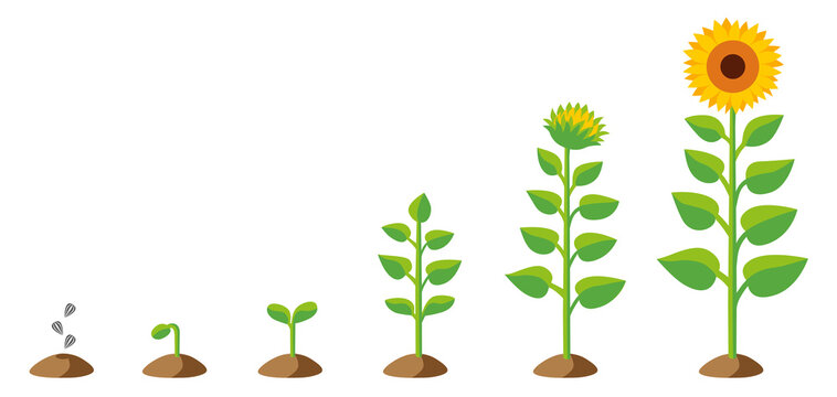 isolated vector graphic illustration of a stylized sunflower growing up from seed, then blooming including a set of different stages of growth