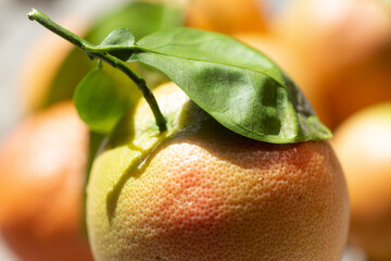 perfect orange 