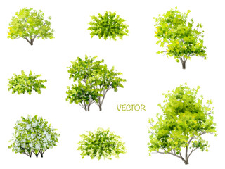 Vector watercolor of tree side view isolated on white background for landscape and architecture drawing, elements for environment and garden,botanical elements