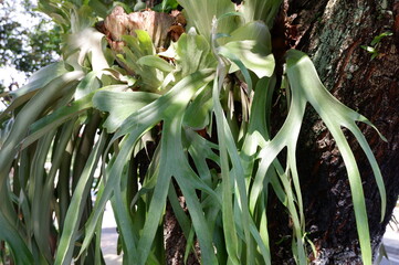 Obraz premium green and yellow