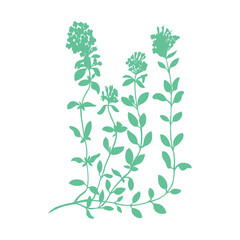 Thyme branch flower hand drawn vector illustration isolated on white, Natural cooking spicy ingredient, Healing silhouette herb design for greeting card, packaging tea, cosmetic, kitchen menu