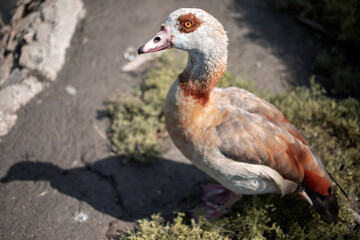 The Egyptian goose (Alopochen aegyptiaca)