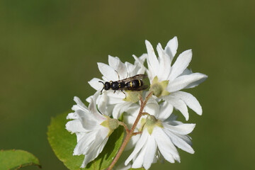 Symmorphus, aubfamily Potter wasps, mason wasps (Eumeninae). Family Social Wasps (Vespidae). On the backside of white flowers of the shrub Deutzia, family Hydrangeaceae. Spring. Dutch garden.