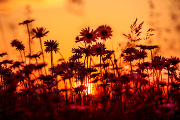 sunset over the horizon on a field with daisies, evening day, view from below