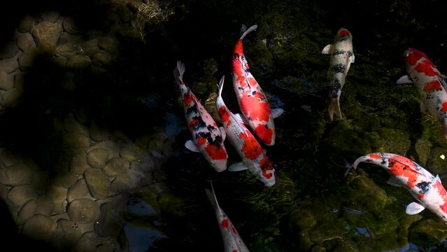 Carp Koi Fishes swimming in a pond