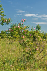 Blooming bush of Rosa canina, Dog Rose bush on a meadow. Portrait orientation, no people.