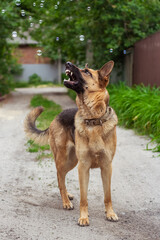 German Shepherd plays with soap bubbles outdoors in summer. Beautiful shepherd dog on a background...