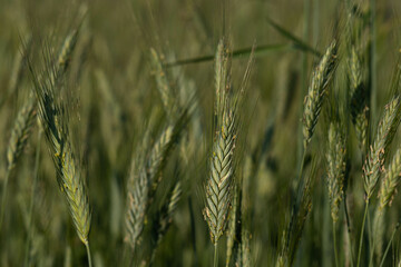 Green ear of grain in the field. Selective focus on single ears.
