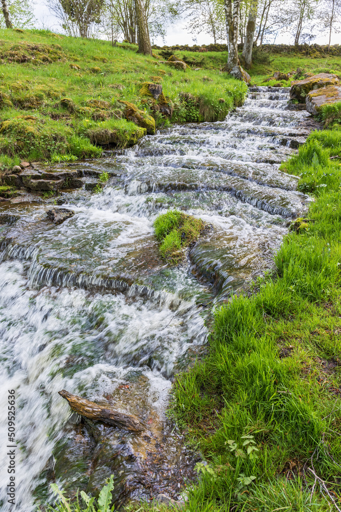 Canvas Prints Stream on a meadow in spring