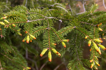 Spruce branch with new buds at spring