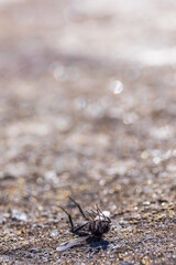 Dead Fly lying on the back in the sunshine