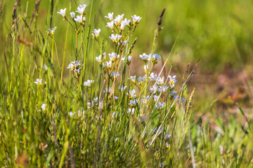 Fototapeta premium Meadow saxifrage flowering on a summer meadow