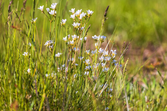 Meadow saxifrage flowering on a summer meadow