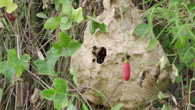 Killer Paper Wasps. Vespa affinis - Lesser banded hornet. Just hours before recording this video these wasps attacked an elderly couple that was passing their nest and put them both in hospital. The n