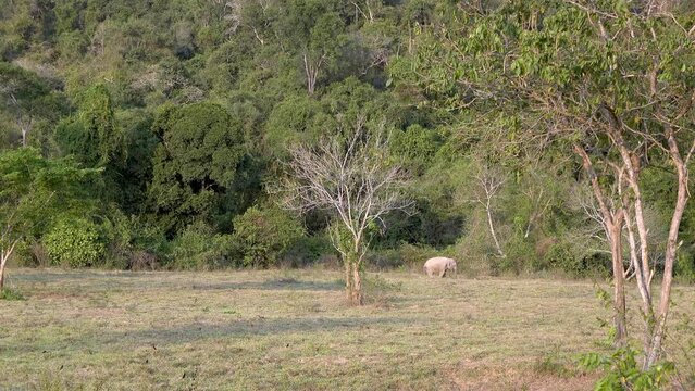 An Asian Elephant (Elephas maximus). An Asian elephant (Elephas maximus), also known as the Asiatic elephant visits a salt lic before dusk.