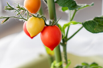 ミニトマト　果実