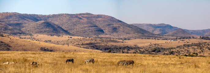 Panoramic photo of zebras in Pilanesberg National Park in South Africa, grazing freely in the African savannah. - obrazy, fototapety, plakaty