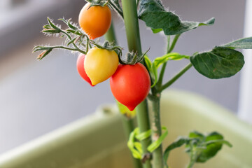 ミニトマト　果実