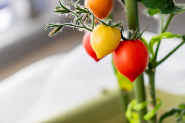 ミニトマト　果実