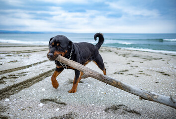 Dog playing with a stick in cloudy weather on the beach