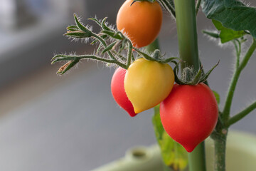 ミニトマト　果実