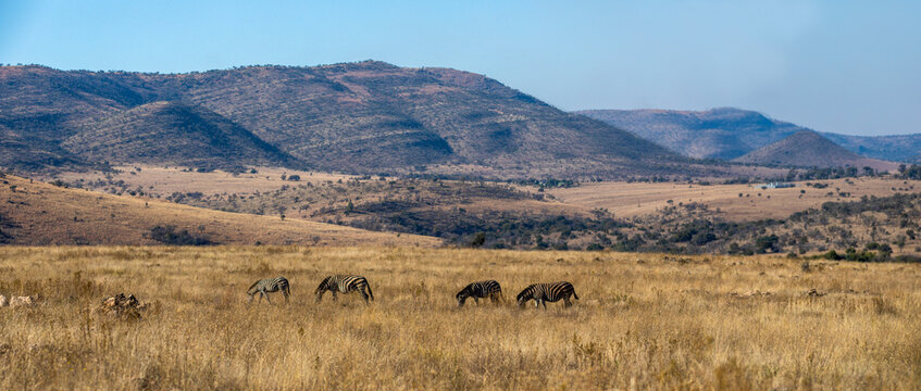 Incredible panoramic photo of the Pilanesberg National Park in South Africa with zebras, grazing freely on the African savannah.