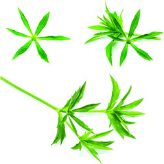 Abstract of Culantro flower with green leaves on white background. (Scientific name Eryngium foetidum)