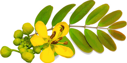 Abstract of Cassod tree or Senna siamea with color spread on white background.