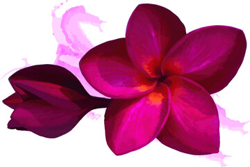 Abstract red frangipani flower with color paint on white background. (Scientific name plumeria)