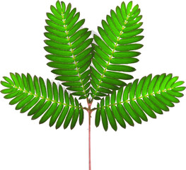 Abstract leaf of Sensitive plant or mimosa pudica plant on white background.