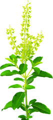 Abstract of Holy basil or Thai basil flower and leaves on white background. (Scientific name Ocimum tenuiflorum)