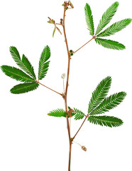 Abstract of Sensitive plant leaves and flower on white background. (Scientific name mimosa pudica)
