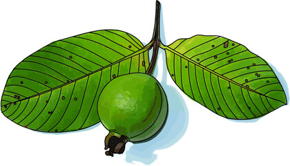 Abstract Guava and leaves with shadow on white background. (Scientific name Psidium guajava)