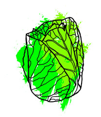 Abstract line of pointes cabbage with color paint on white background.