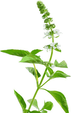 Hairy Basil flower and leaves on white background. (Scientific name Ocimum americanum)