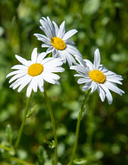 Obraz na płótnie Canvas white wildflowers chamomile in nature