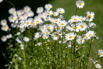 white wildflowers chamomile in nature