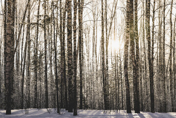 Dawn in the snowy forest. Beautiful view