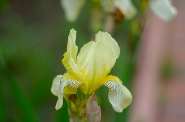 Yellow Iris flower bloom on background of blurry iris flowers in iris garden. Nature.