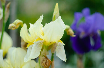 Naklejka na ściany i meble Yellow Iris flower bloom on background of blurry iris flowers in iris garden. Nature.