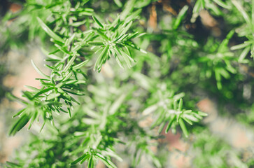Fresh rosemary herb grow outdoor. Rosemary leaves close-up