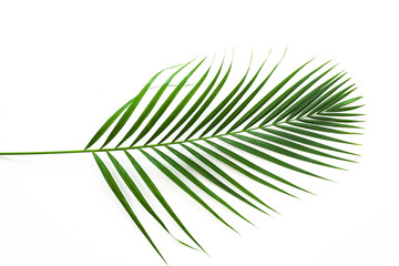 Fototapeta premium leaves of coconut palm tree isolated on white background, summer background.
