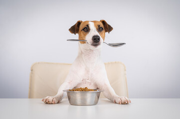 Jack Russell Terrier dog sits at a dinner table with a bowl of dry food and holds a spoon in his...