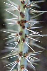 blau grüne Kaktus Pflanze, closeup Kaktus Nadel, frische Farben, Blatt, Pflanzen Nadel, Hintergrund, detailliert, Makro