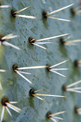 blau grüne Kaktus Pflanze, closeup Kaktus Nadel, frische Farben, Blatt, Pflanzen Nadel, Hintergrund, detailliert, Makro