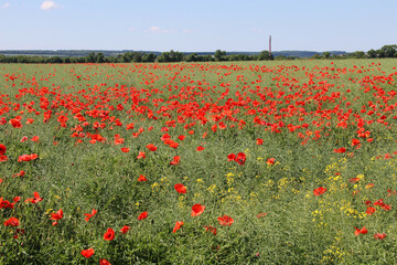 Red poppies grew on an agricultural field. Weeds in the agricultural field. The concept is the war...