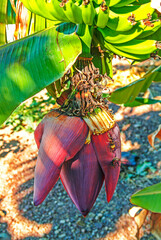 Banana Plant flower