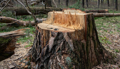 Baum und Baumstumpf im Wald in Berlin Tegel
