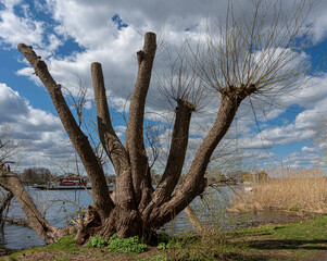 Baum und Baumstumpf im Wald in Berlin Tegel