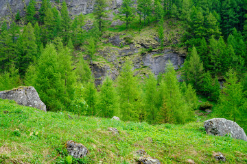 sheep in the mountains, Cerbului Valley, Bucegi Mountains, Romania 